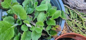 TRVALKY...VERBENA SPORÝŠ, PUPALKA, VERBENA-SPORÝŠ, PUPALKA R - 7