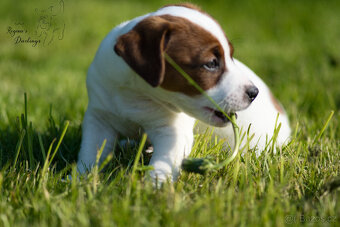 Jack Russell teriér s průkazem původu -PEJSEK - 7