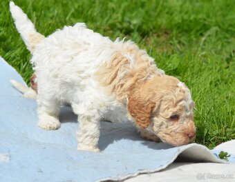 Lagotto Romagnolo s PP/ ITALSKÝ VODNÍ PES/ - 7