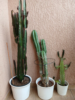 3 hodně velké kaktusy - 7