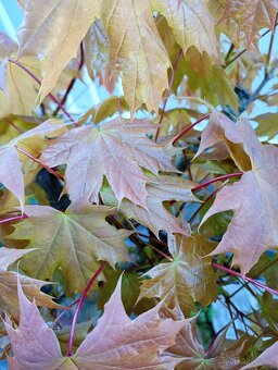 Javor mléč (Acer platanoides) bonsai - 7