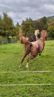 3l kobylka mix Qh x ČSP - 7