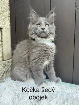 Mainská mývalí koťata - MCO - 7