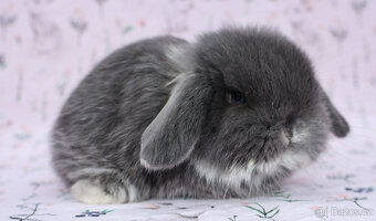 NHD beránek samička - 7