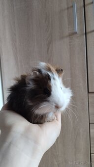 Morče, morčata, morčátka - 7