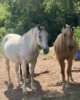 Březí kobyla WPBr - 7