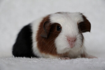 Morče, morčátko, morčata s PP - krátkosrstá - 7