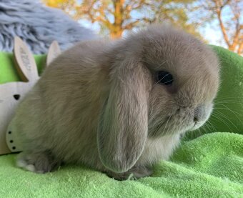 ❤️❤️Nádherná Minilop holčička Kralicek beranek - 7