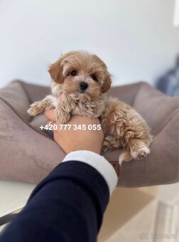 Maltipoo F1 caramel 3 měsíce 1500€‼️ Mimi - 7