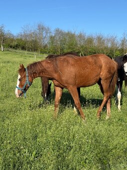 Paint horse žrebec - 7