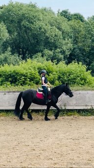 Fell Pony - kategorie B - 7