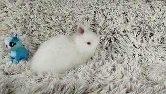 Zakrslý beránek, králíček, králík - HERBERT A HEIDY - 7