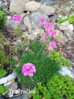 Trvalky a skalničky - 7