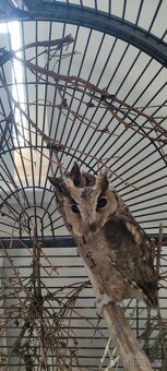 Výreček indický a jihoamerický - 7