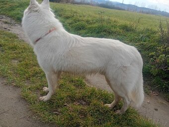 Švýcarský ovčák ke krytí samec - 7