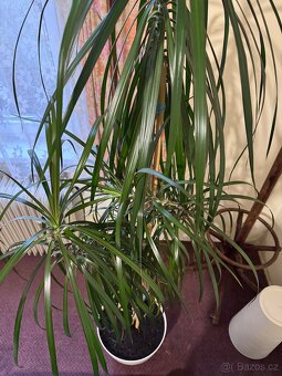 Květina Dracaena Marginata - Dračinec (Dracena) - 7
