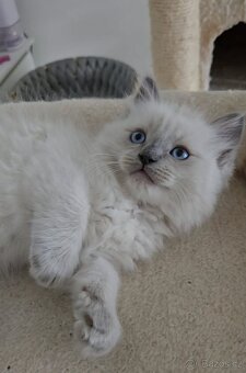 Ragdoll mačiatka koťatka - 7