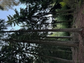 Prodám lesní pozemky v k.ú. Ločenice, p.č. 3857/9 a 3904 - 7