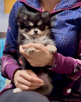 Pomeranian / Německý špic - 7