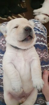 Labrador - černá a smetanová štěňátka - 7