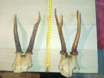 Sada srnčích trofejí (4 ks) - 7