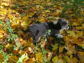 Australský ovčák –  poslední krasavec k odběru - 7