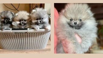 POMERANIAN S PP FCI - ch.s. z Malebného povltaví - 7