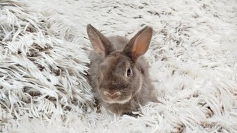 Zakrslý beránek,králíček,králík -(REX)-DIANA - 7