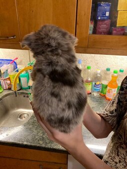 Štěňátka čivavy hledají hezké domovy. - 7