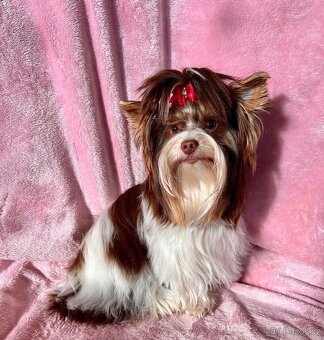 Jorkšírsky teriér s PP Biro pejsek - 7