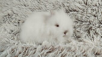 Zakrslý králík, králíček -(TEDDY)-HERBERT - 7