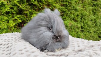 Zakrslý králík, králíček -(TEDDY)-OLAF A OLINA - 7