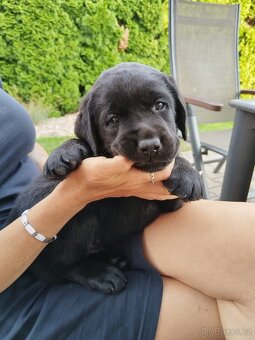 Stenatka labradora s Prukazem puvodu - rezervace - 7