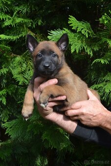 Belgický ovčák - malinois - 7