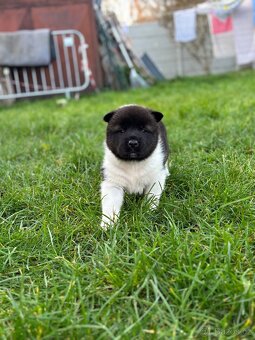 Americká akita - štěňata - 7
