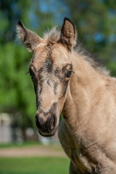 Letošní buckskin QH klisna k rezervaci - 7