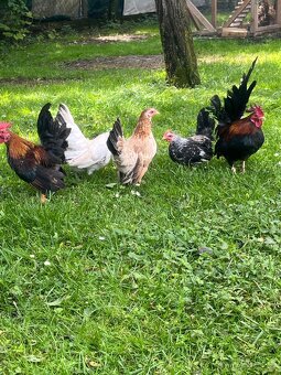 Chovný kmeň-Ayam serama - 7