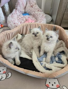Ragdoll koťatka blue lynx - 7