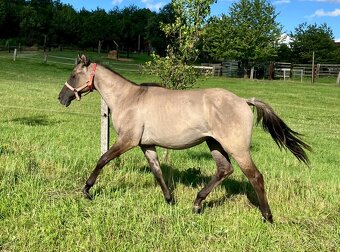 Roční grullo valach Quarter Horse - 7