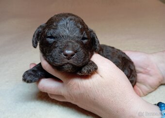 Lagotto romagnolo s PP - 7