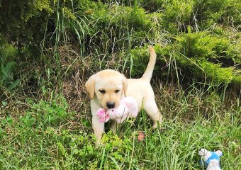 Nabídka štěňat labradorského retrievera - 7