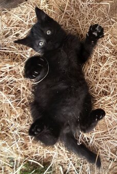 Koťátka alá Munchkin „kočičí jezevčík“ a „černé pumičky" - 7