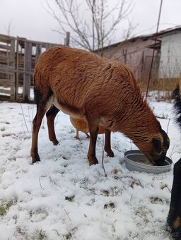 Kamerunská ovce - 7