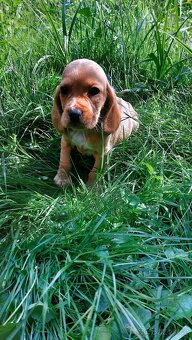 Kokrspanel,kokeršpaniel,beagle,bigel - 7