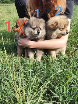 Štěňátka špic pomeranian - 7
