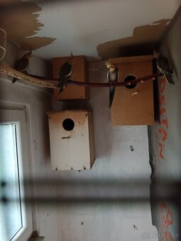 Letošní mladé Korely - 7