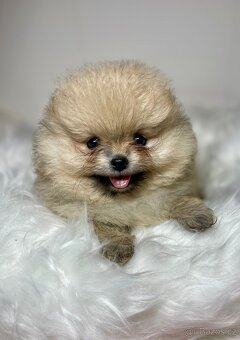 Pomeranian s PP FCI - nádherná štěňátka - 7