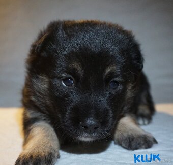 Malé plemeno štěňata MEDI s PP - 7