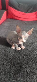 Sphynx - 7