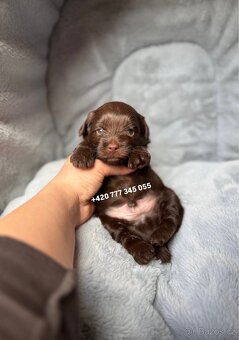Maltipoo F1 Chocolate, 2,5 měsíce male boy - 7